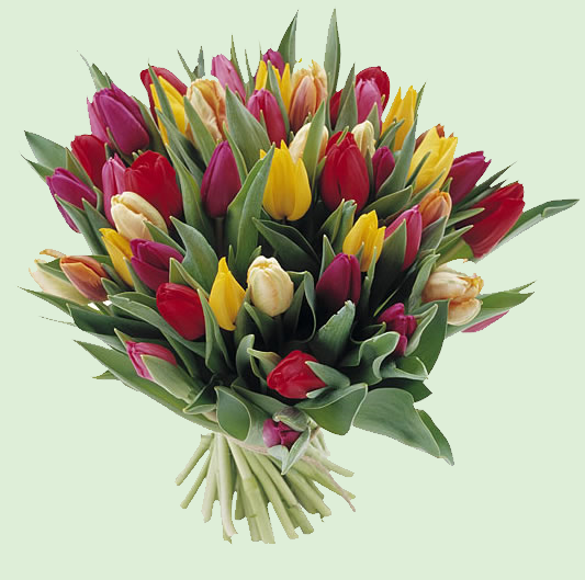 tulpen-mix (002).jpg.png